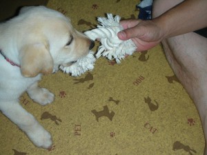 ロープで遊ぶ子犬