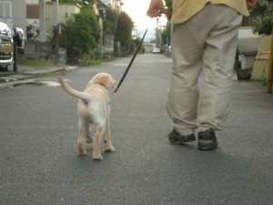 散歩する子犬