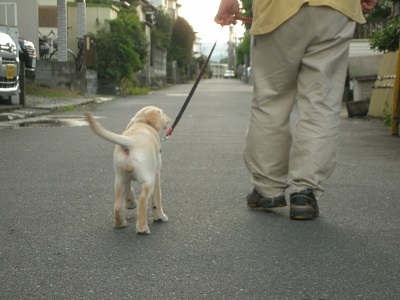 散歩する子犬