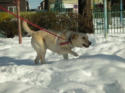 雪の上で遊ぶ子犬