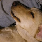 犬の寝相｜ヘソ天が可愛すぎ！仰向けで寝る犬はどんな気持ち？