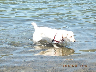 水遊びをする犬
