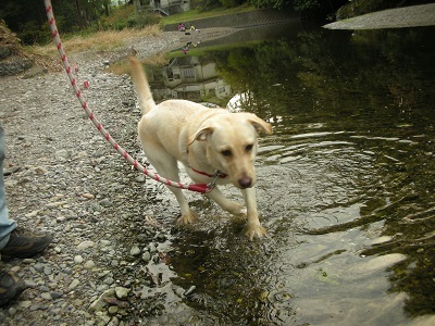 川の水に入る子犬