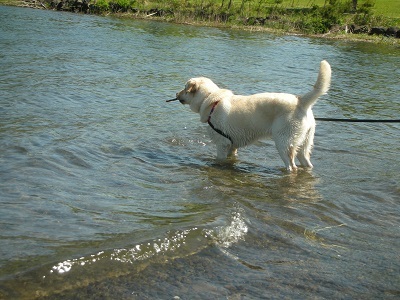 湖の岸辺で遊ぶ子犬