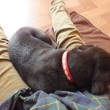 膝の上で眠る子犬