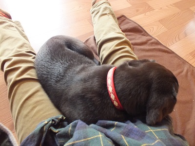 膝の上で眠る子犬