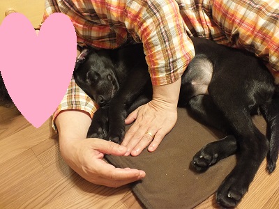 人の腕枕で寝る子犬