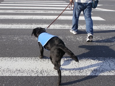 横断歩道を渡る子犬