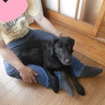 盲導犬パピーツムギ　5か月齢トイレトレーニングの完成度報告