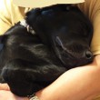 抱っこされて眠る子犬
