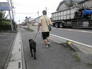 大通りを散歩する子犬