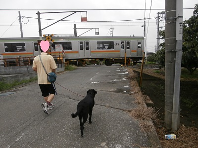 電車に遭遇する子犬