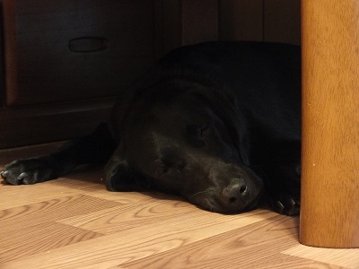 コタツの下で寝る子犬