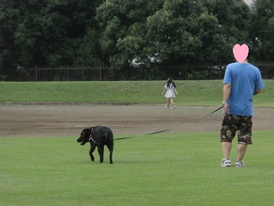 公園を散歩する子犬