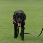 ロングリードを使ってトレーニング｜犬が散歩上手になりました