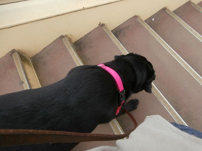 階段を降りる犬