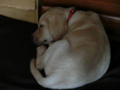 ブランケットの上で眠る子犬
