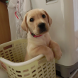 洗濯かごに入れられる子犬