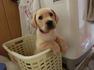 洗濯かごに入れられる子犬