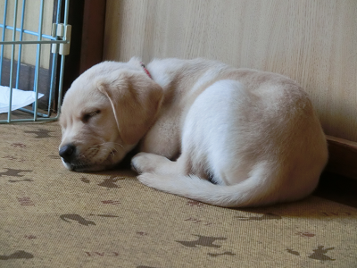 床で眠る子犬