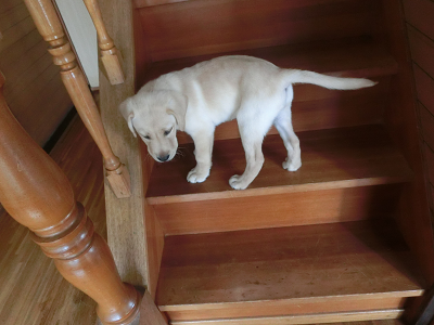 階段から降りられない子犬
