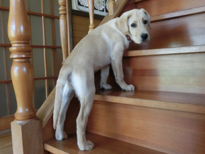 階段を1段だけ昇る子犬