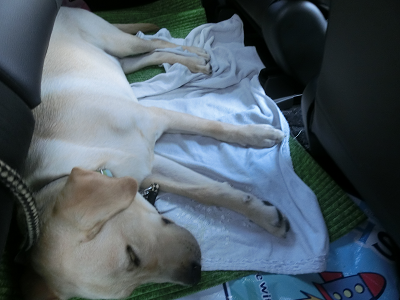 車の中で寝る犬
