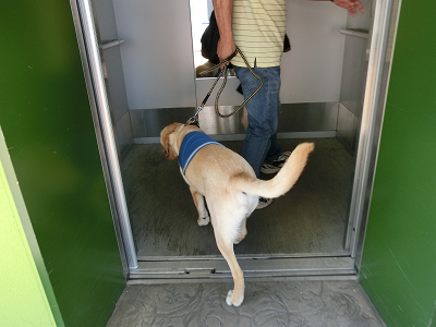 エレベーターに乗る子犬