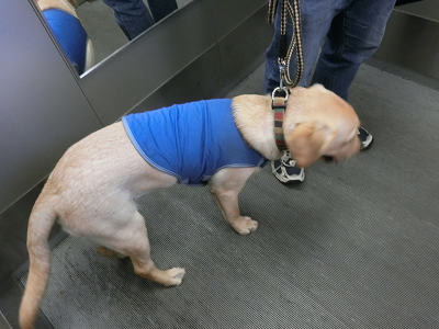 エレベーター内の子犬
