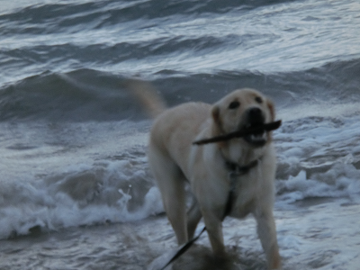 海で遊ぶ犬