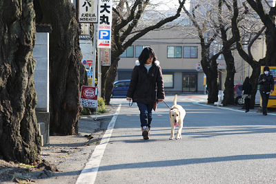桜並木を散歩する子犬