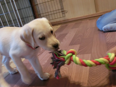 ロープで遊ぶ子犬