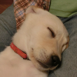 子犬の寝顔