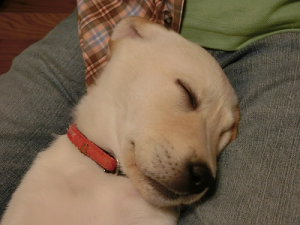 子犬の寝顔
