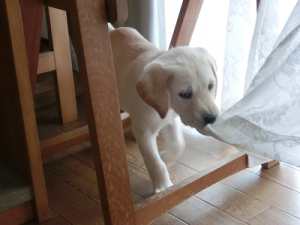 カーテンを引っ張る犬