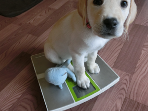体重計に乗る犬