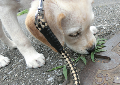 草をむしる子犬