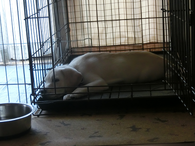 ケージで眠る子犬