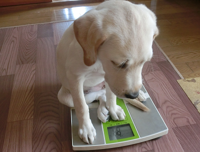体重測定をする子犬
