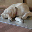 アルミプレートの上で寝る子犬