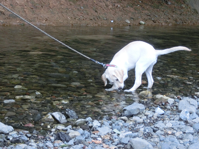 慎重に川のにおいを嗅ぐ子犬
