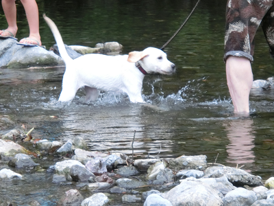水しぶきがかかり緊張する子犬