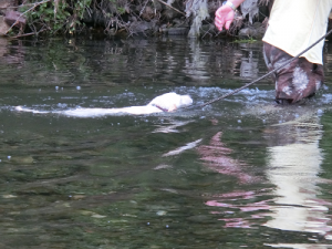 川で泳ぐ子犬