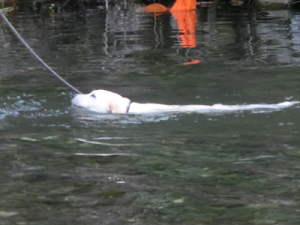 すいすい泳ぐ子犬