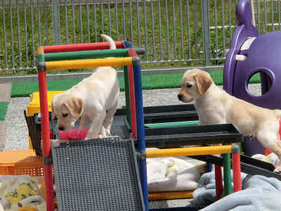 幼犬運動場で遊ぶ子犬