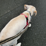 お散歩攻防戦　散歩のしつけは犬にとって魅力的な飼い主になることから　