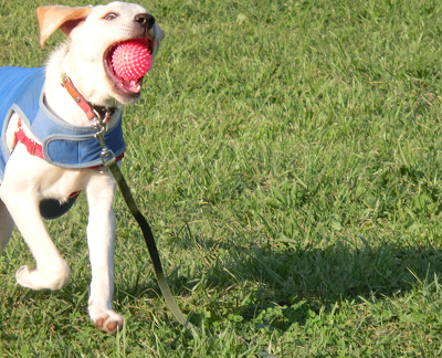 ボール遊びをする子犬