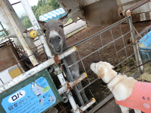 山羊を見上げる子犬