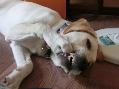 前足の爪を噛む犬