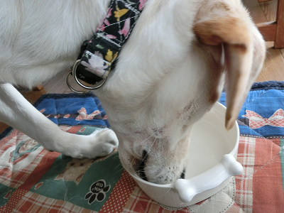 食器を舐める子犬